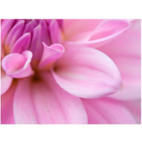 Kuvatapetti Artgeist Terälehtiä - Dahlia, eri kokoja