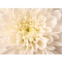 Kuvatapetti Artgeist White Dahlia II, eri kokoja