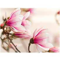 Kuvatapetti Artgeist Branch of magnolia tree, eri kokoja