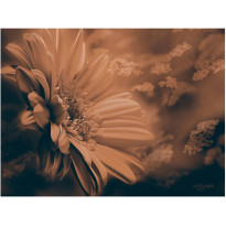 Kuvatapetti Artgeist Gerbera pronssi, eri kokoja