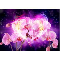 Kuvatapetti Artgeist Orchids in flames, eri kokoja