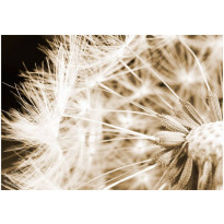 Kuvatapetti Artgeist Dandelion - sepia, eri kokoja