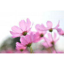 Paneelitapetti PhotoWallXL Pink Cosmos 158009 4185x2790 mm