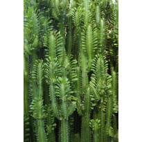 Tapetti Esta Greenhouse 158830, 186 cm x 2,79 m, vihreä