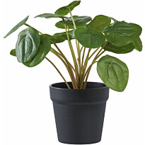 Tekokasvi House Nordic Kilpipiilea, 28cm, vihreä
