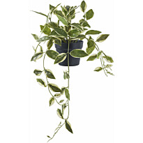 Tekokasvi House Nordic Hoya Carnosa, 33cm, vihreä