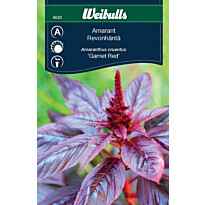Amarantti Weibulls &#039;Garnet Red&#039; siemenet