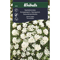 Neidonharson siemenet Weibulls spetsblomster