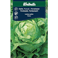 Salaatin siemenet Weibulls Hilro keräsalaatti