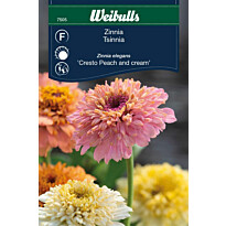 Zinnia Weibulls Elegans P&amp;C Frö