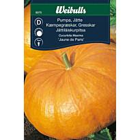 Kurpitsa Weibulls jättikurpitsa siemenet