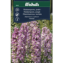 Ritarinkannus Weibulls Astolat siemenet