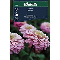 Zinnia Weibulls Dream Lavender Frö