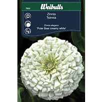 Zinnia Weibulls Polar Bear Creamy White Frö