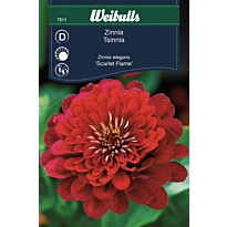 Zinnia Weibulls Scarlet Flame Frö