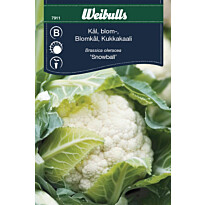 Kaalinsiemenet Weibulls kukkakaali