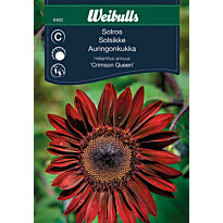 Auringonkukan siemenet Weibulls Crimson Queen