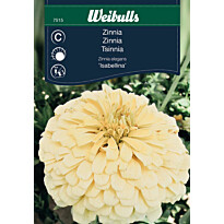 Zinnia Weibulls Isabellina