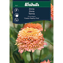 Zinnia Weibulls Cresto Peachy Pink