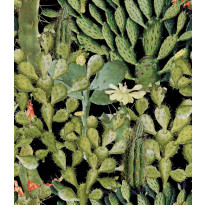 Paneelitapetti Mindthegap Opuntia Anthracite, 1.56x3m