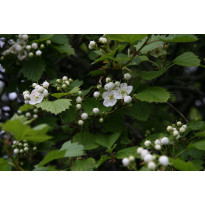Aitaorapihlaja Crataegus grayana Viheraarni, aitataimi