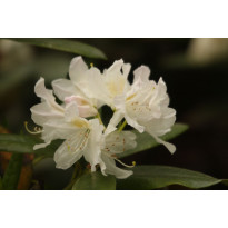 Valkoalppiruusu Rhododendron Viheraarni Cunninghams White 30-40