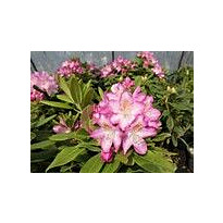 Alppiruusu Eija Viheraarni Rhododendron Eija 30-40
