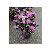 Dahurianalppiruusu Viheraarni Rhododendron P.J. Mezitt 30-40