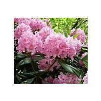 Alppiruusu Viheraarni Rhododendron Helsingin Yliopisto 30-40