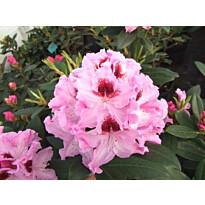 Alppiruusu Rhododendron Viheraarni Royal Butterfly 30-40
