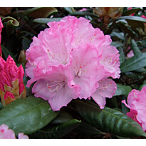 Alppiruusu Rhododendron Viheraarni Royal Rosy 25-30