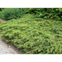 Kääpiökataja Juniperus communis Viheraarni Repanda 30-40