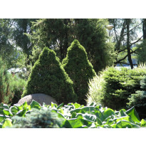 Kartiovalkokuusi Picea glauca Viheraarni Conica 40-50