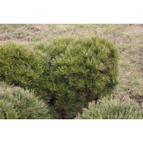 Kääpiövuorimänty Pinus mugo var. Pumilio Viheraarni 25-30