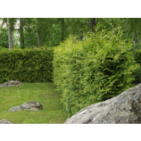 Kartiotuija Thuja occ. Viheraarni Brabant 120-140