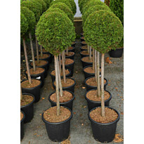 Timanttituija Viheraarni Thuja Occ. Smaragd Pallo 80cm