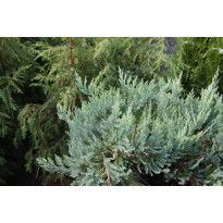 Sinilaakakataja Juniperus hor. Viheraarni Blue Chip 30-40