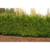 Kartiotuija Thuja occ. Viheraarni Brabant 120-160