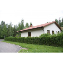 Aitakuusi Picea abies Viheraarni