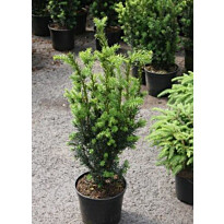 Kääpiöjapaninmarjakuusi Viheraarni Taxus Cuspidata Nana 40-50