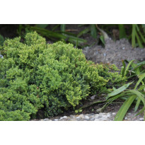 Harokataja Juniperus procumbens Viheraarni Nana 30-40