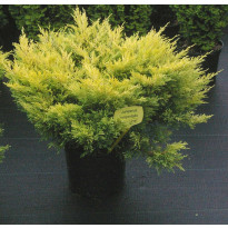 Keltalaakakataja Juniperus hor. Viheraarni Lime Glow 25-30