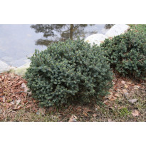Sinisiilikuusi Picea glauca Viheraarni Echiniformis 25-30