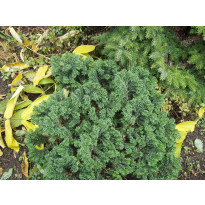 Kääpiöpalsamipihta Abies balsamea Viheraarni Nana 30-40