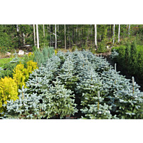 Hopeakuusi Viheraarni Picea Pungens Super Blue 100-120