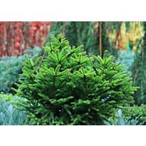 Pallokuusi Viheraarni Picea Abies Ohlendorffii 25-30