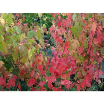 Mongolianvaahtera Acer tataricum subs. ginnala Viheraarni
