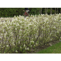 Isotuomipihlaja Amelanchier spicata Viheraarni