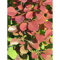 Purppurahappomarja Berberis thunbergii Viheraarni Atropurpurea