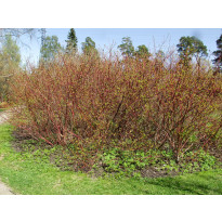 Korallikanukka Cornus alba Viheraarni Sibirica